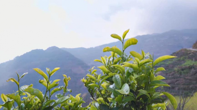 植物医生深入云南秘境探寻冻龄奥秘，高山红茶系列成抗老“新武器”